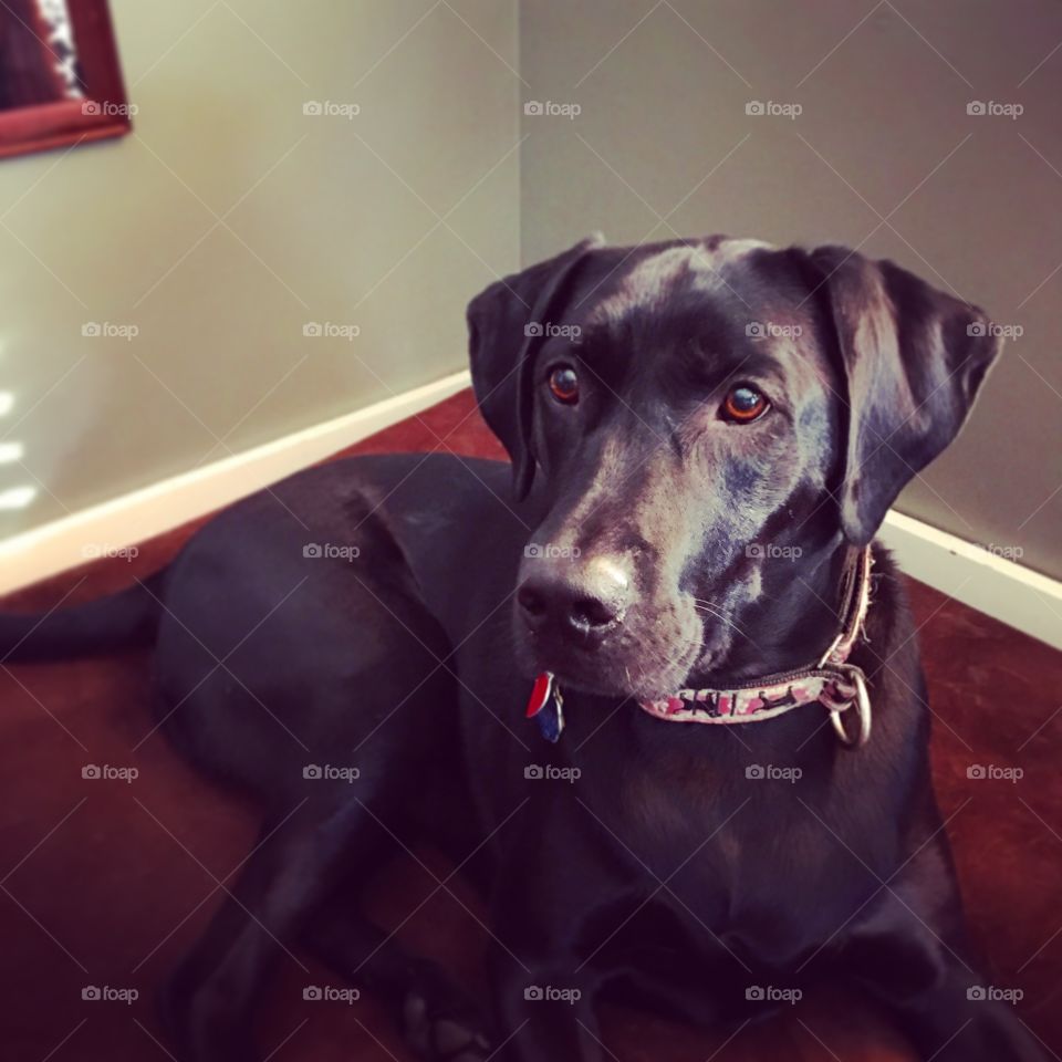 Black lab sepia 