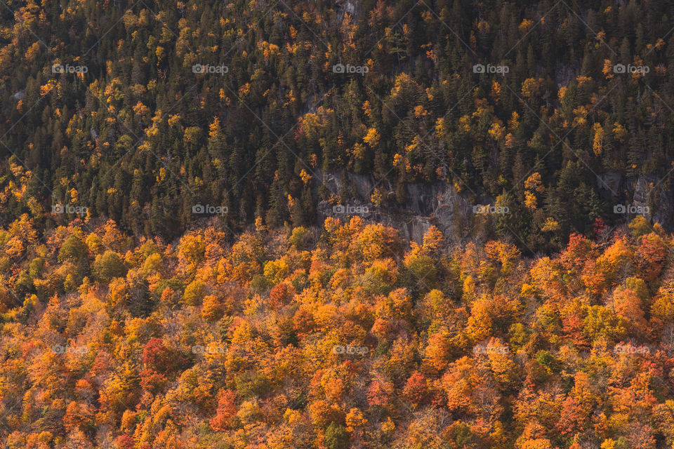 A forest on mountainside in autumn with pine and changing trees