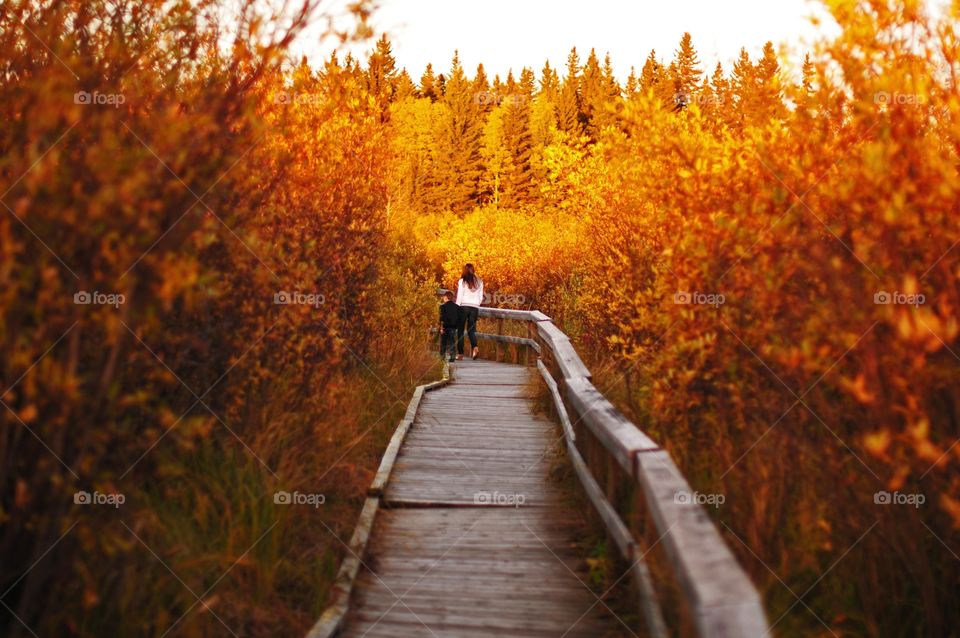People walking on boardwalk in forest during autumn season