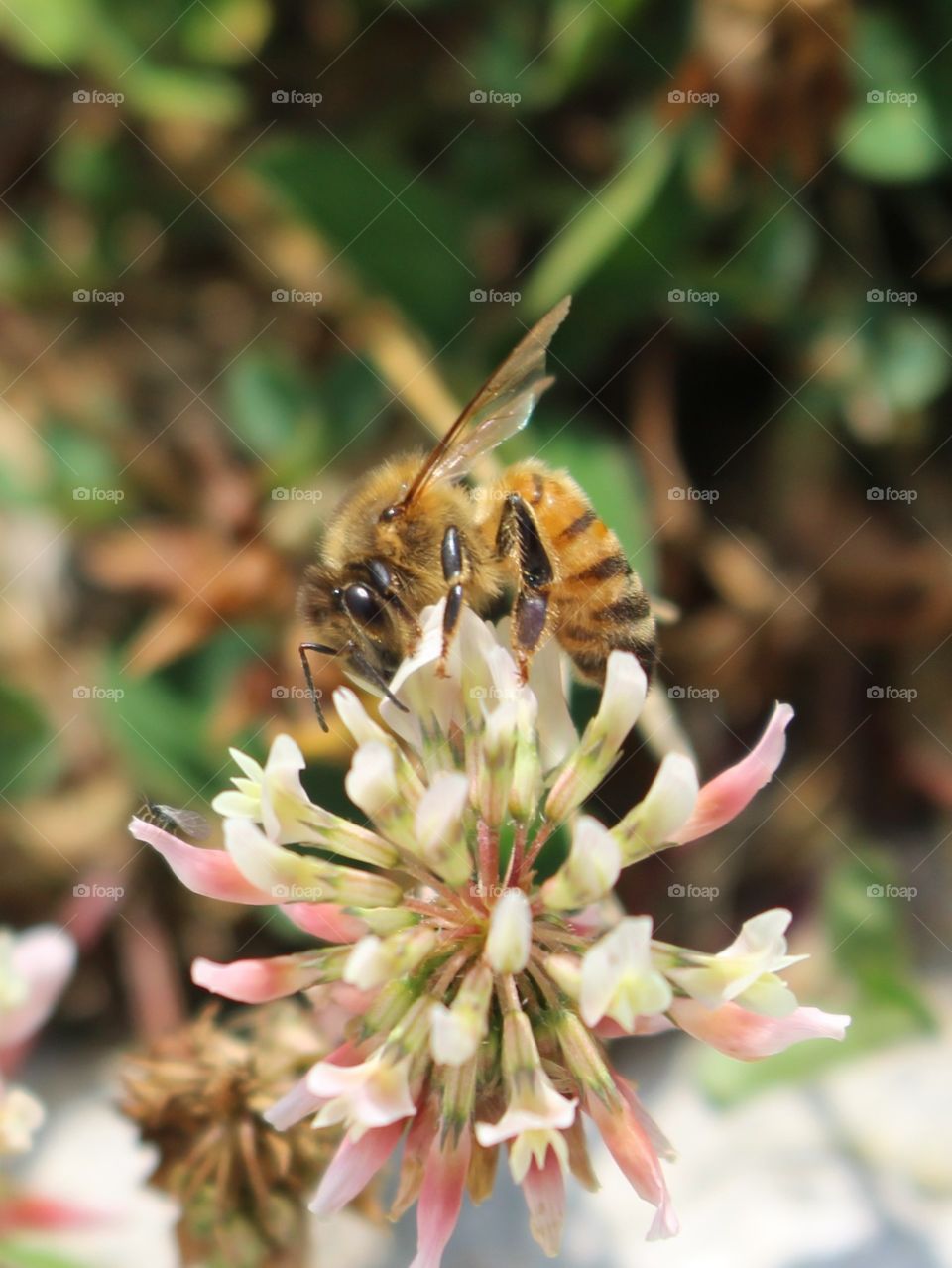 Bee on a clover flower