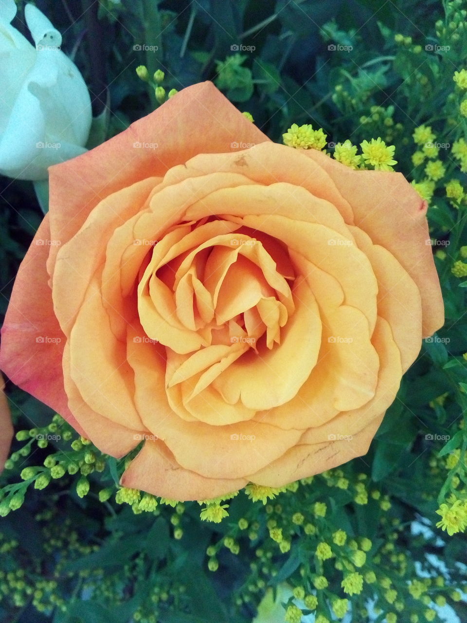 beatiful yellow rose