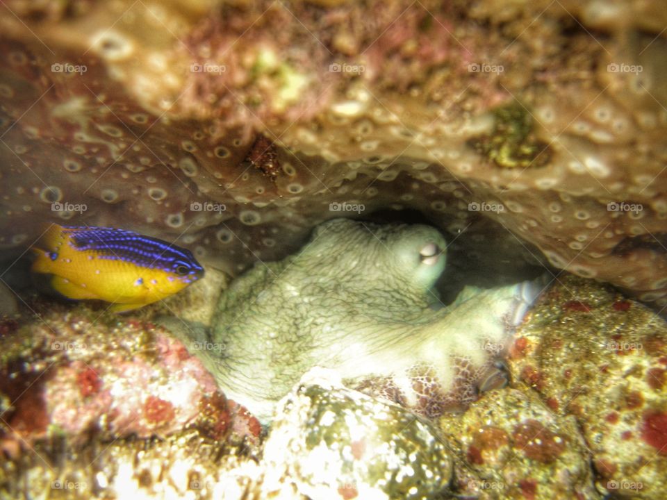 Octopus and fish color yellow and Blue on water of the Fernando de Noronha archipelago