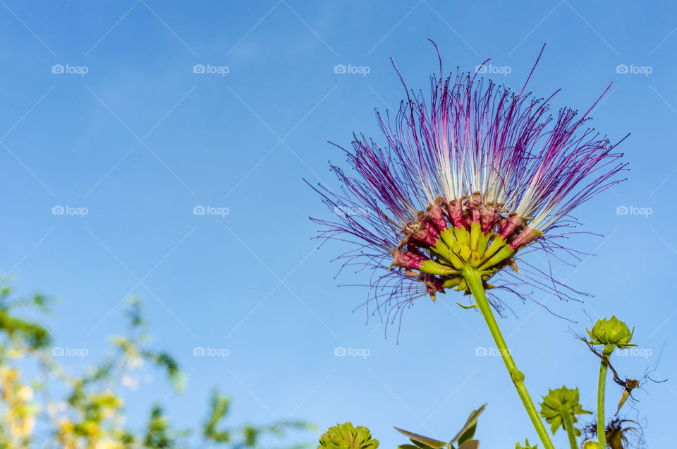 Rain tree Flower