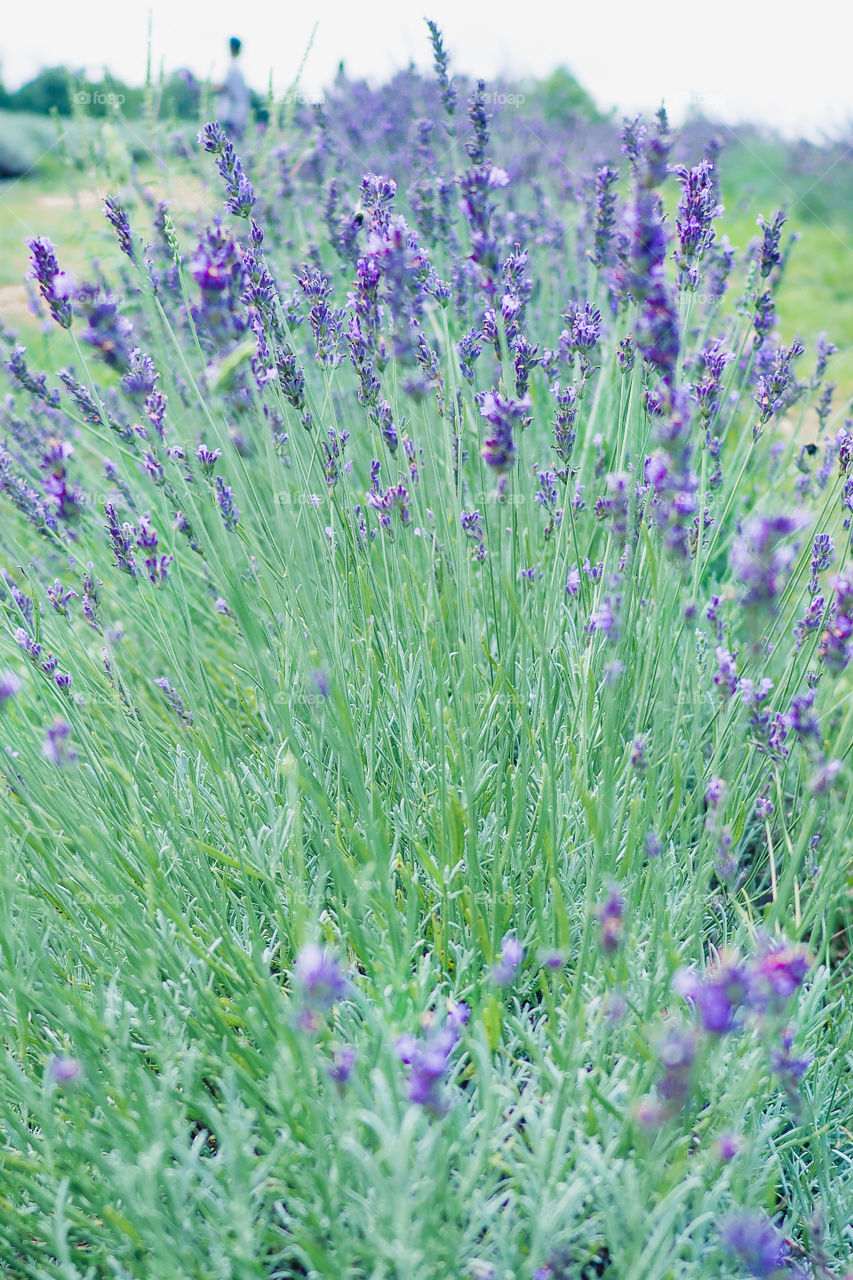 lavender fields