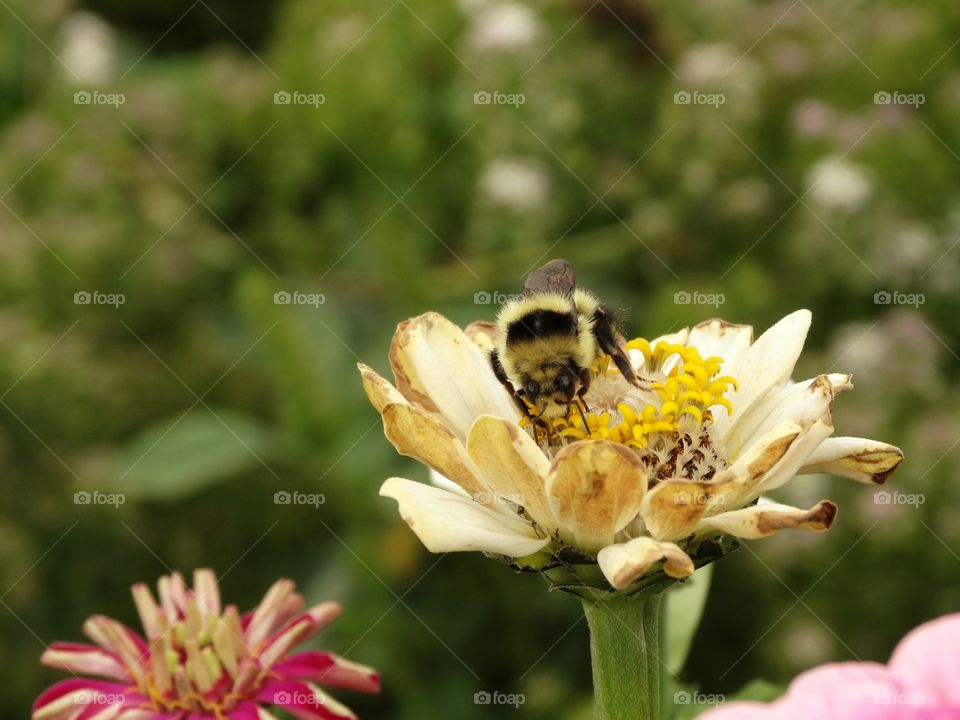 Bee Pollinating A Yellow Flower