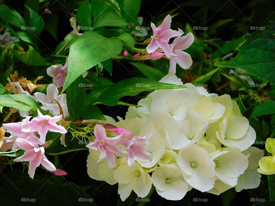 Jasmine and Hydrangea 