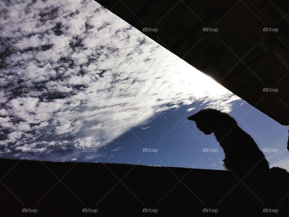 Merida, the rescued cat