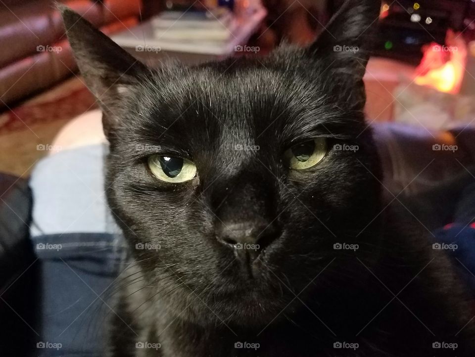 Black cat face close up, soft light.