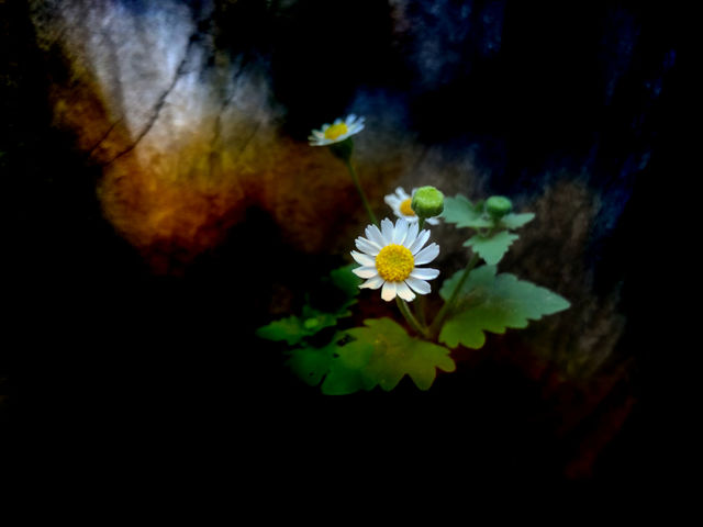 “Entre la sombra”
