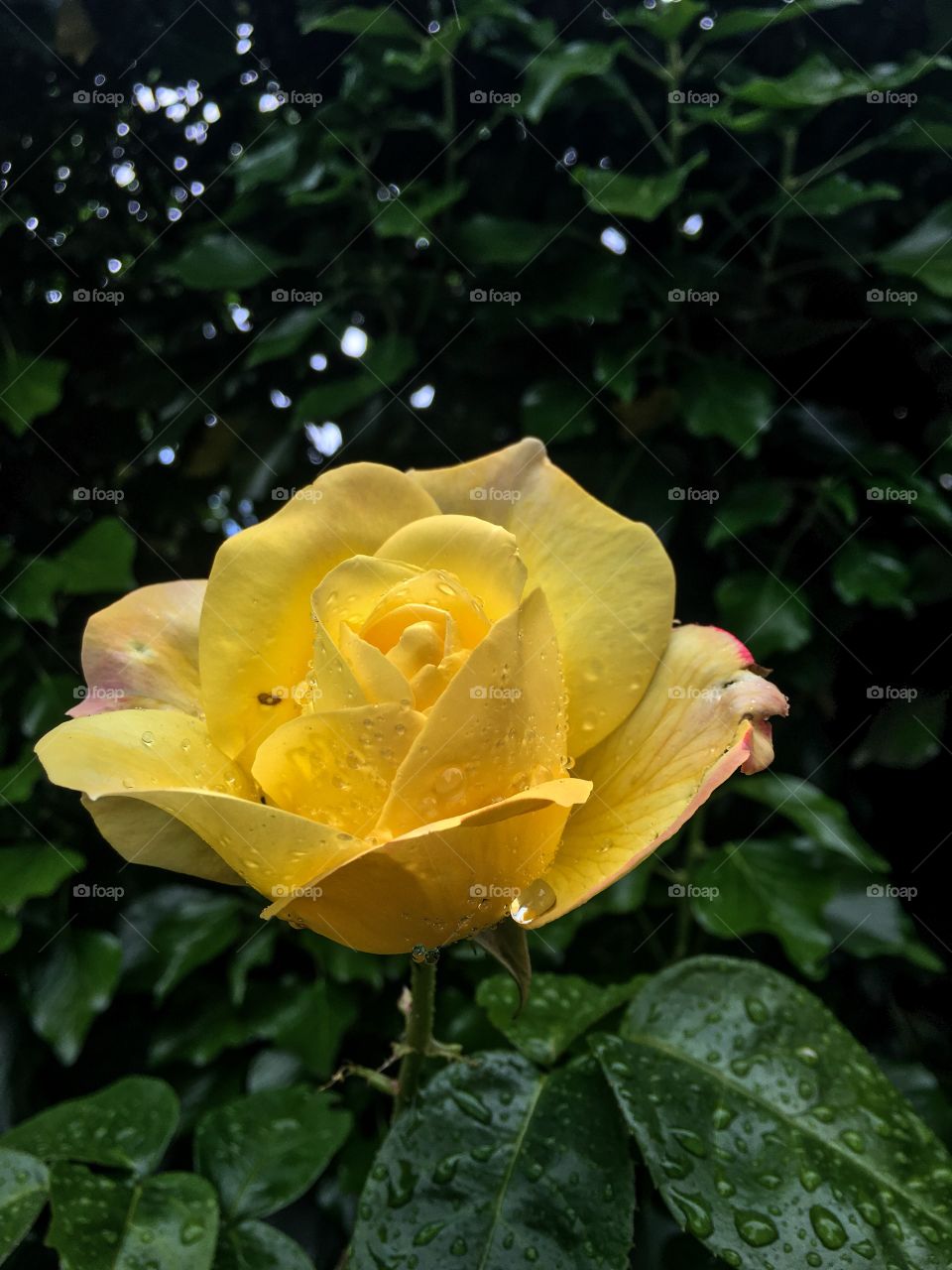 The yellow Rose
