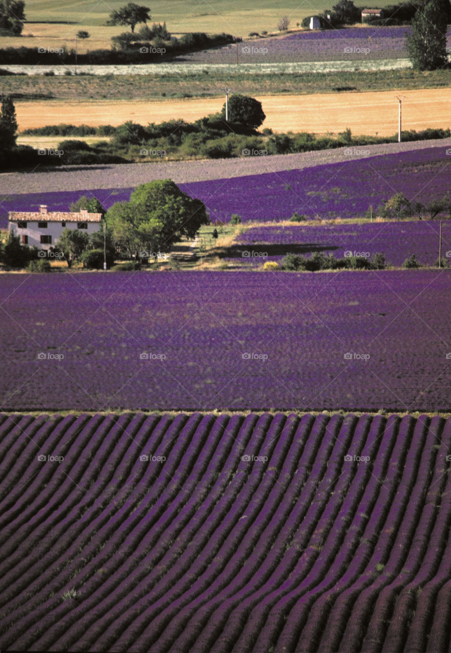 Lavender . Provence