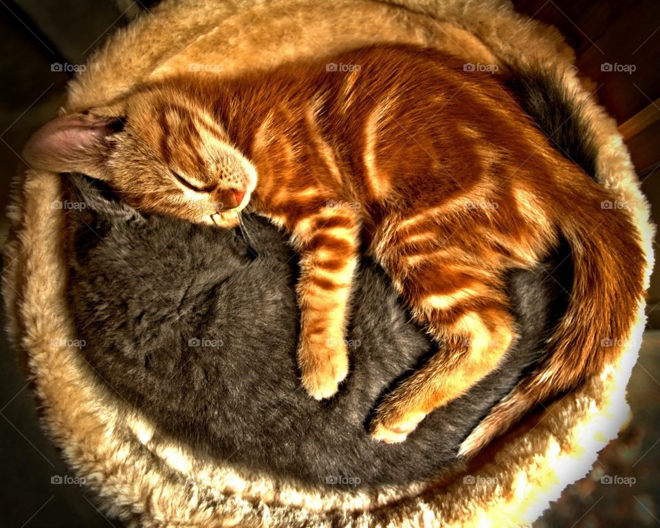 Sleeping kittens 