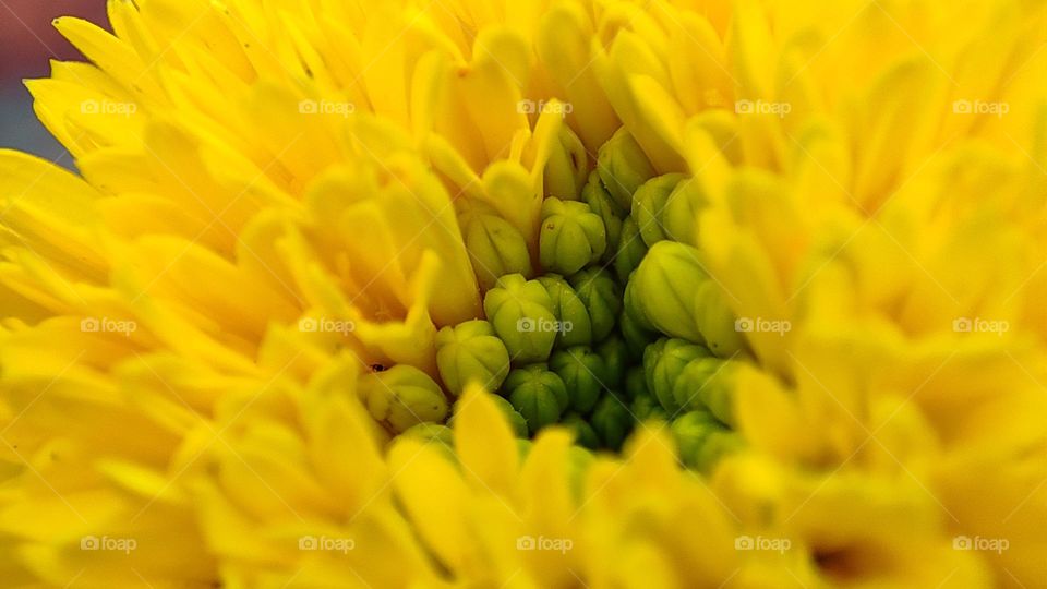 Beautiful yellow flower with a triangle shape inside