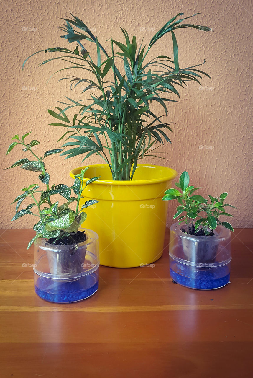 cute plants in pots