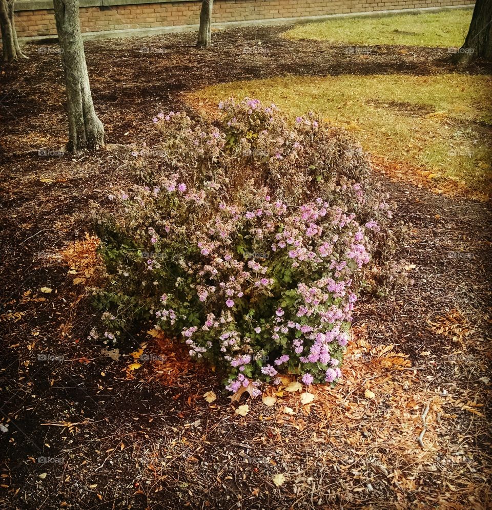Flower, No Person, Nature, Flora, Leaf