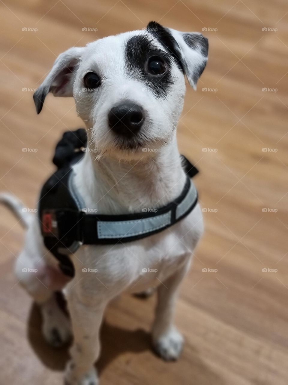 Parson Russell Terrier