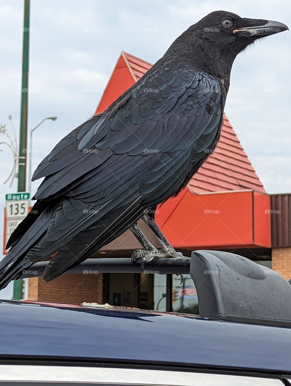 common. raven on my roof rack