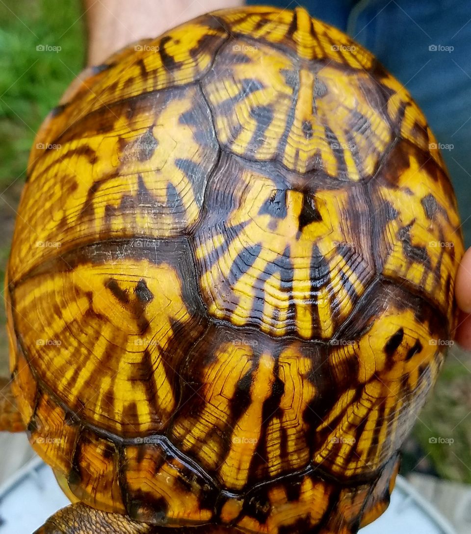 turtle