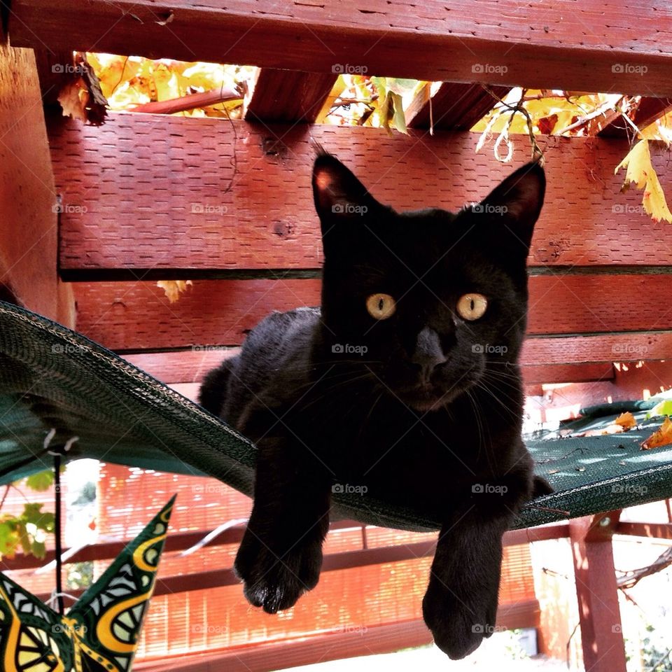 Hangin' out. . Our cat likes to climb up in the grape pergola &  hang out.