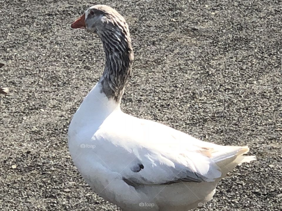 A white goose with a gray neck