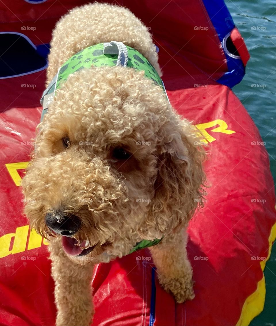 A cute golden doodle stands on a tube at a lake.