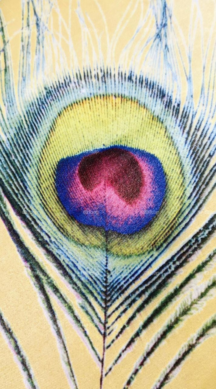 Peacock feather on yellow background