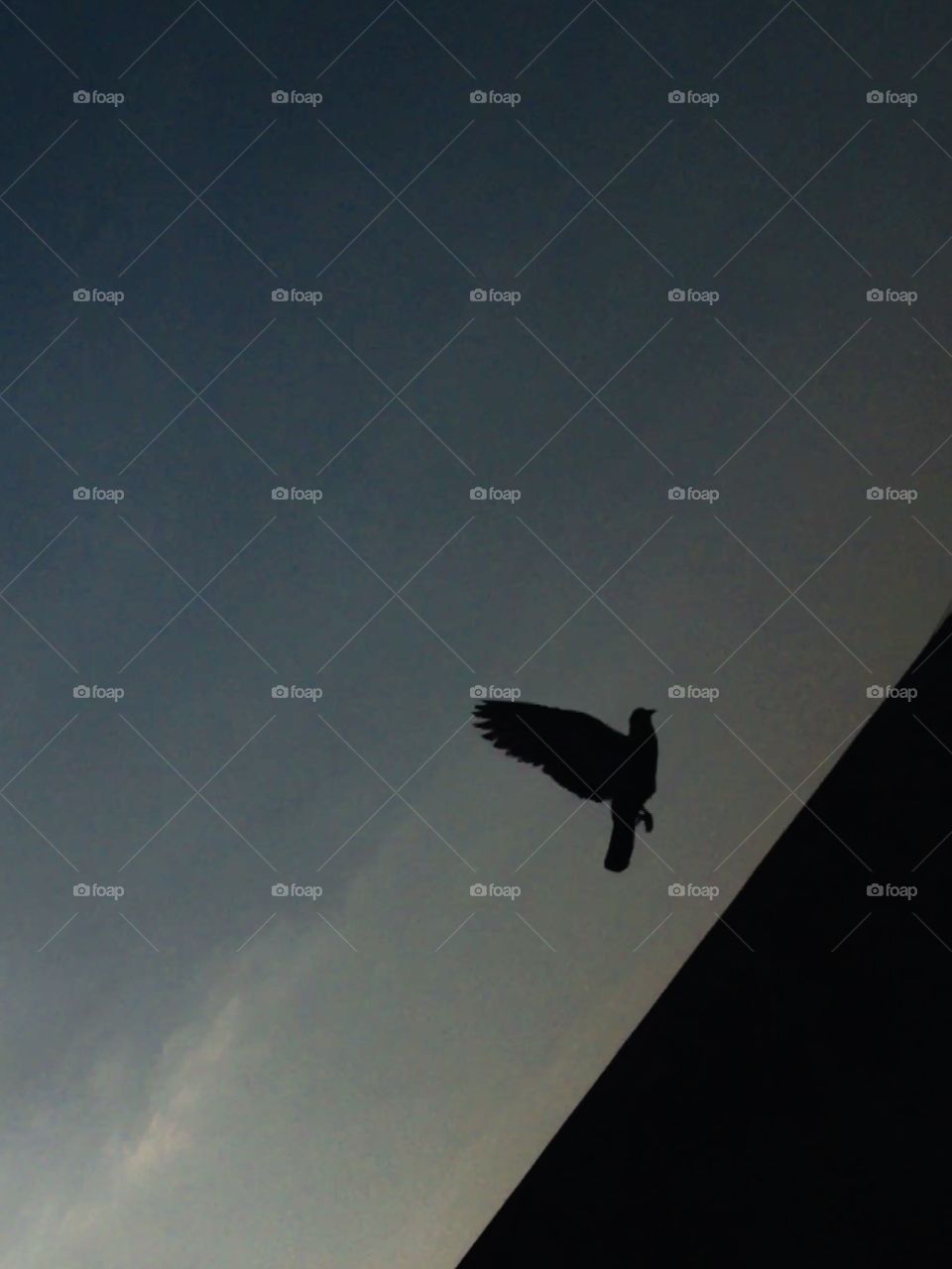 A pigeon is flying in this picture 