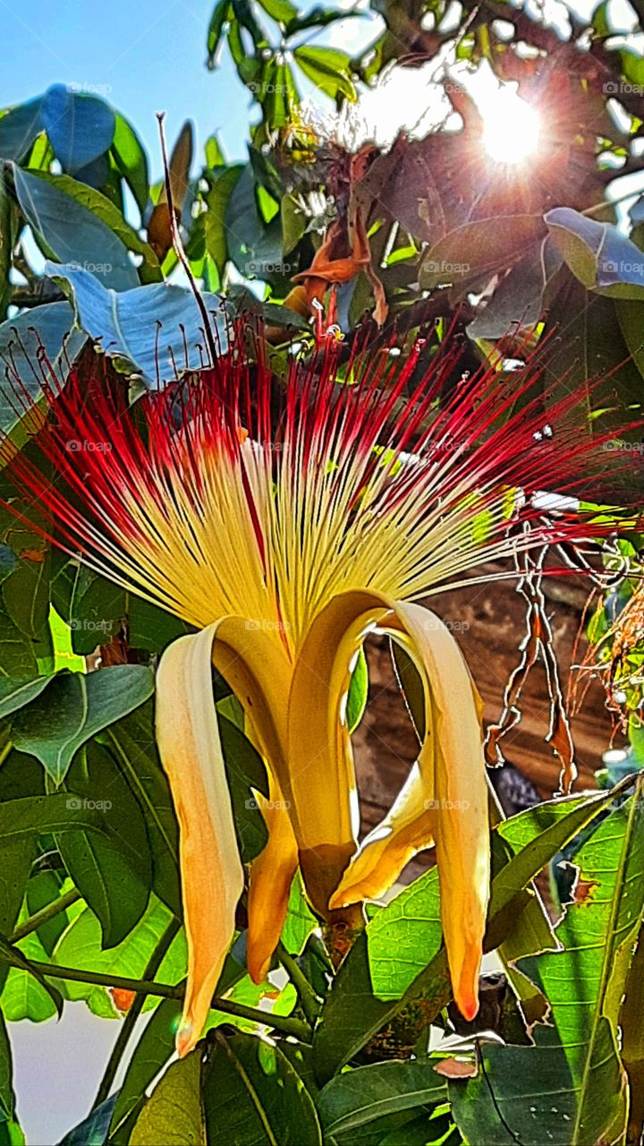 Tree flower,Yellow,red,green,tree,flower,leaf,leaves,colorful,landscape,nature,blossom,blooming,floral,season,gardening,garden,autumn,sun