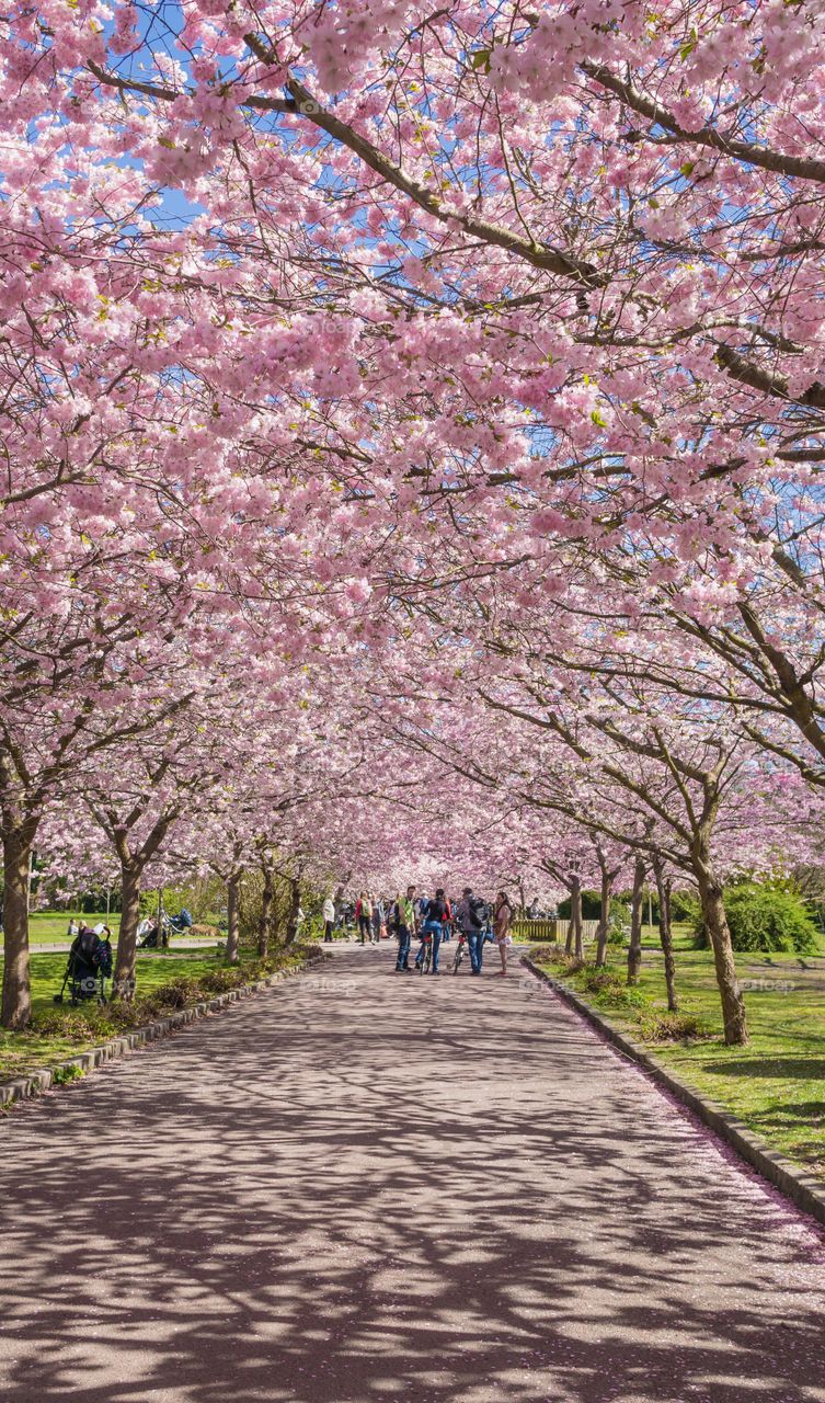 Pink park