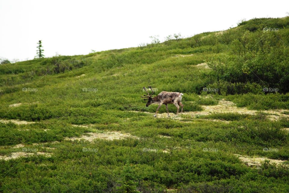 Barren ground caribou