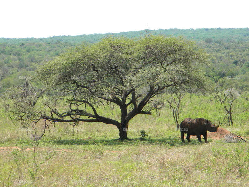 Endangered black Rhinoceros 