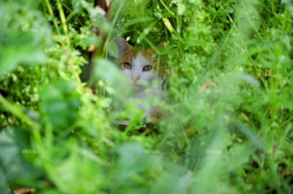 A scared stray cat is hiding in the bushes 