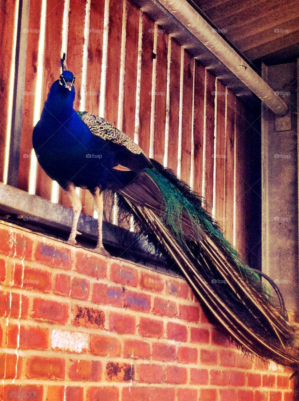 Peacock in barn