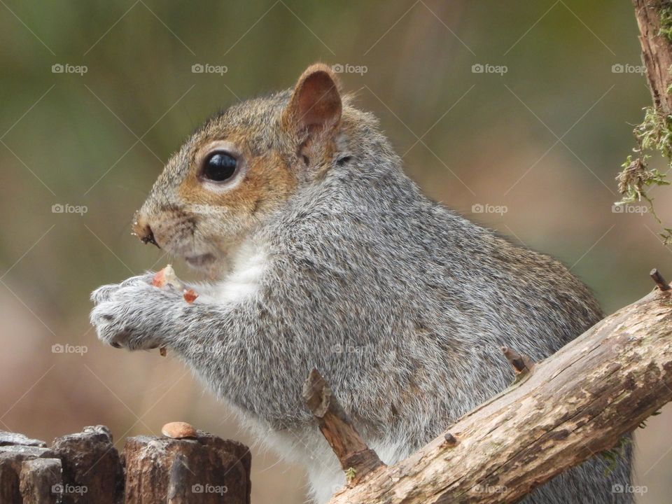 A squirrel with a nut