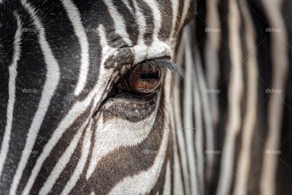 An eye of a zebra, closeup animal portrait 