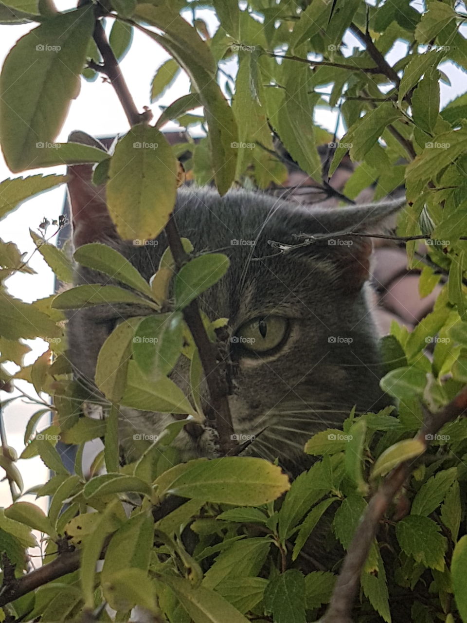 Peering cat hidden away among the leaves, green eyes