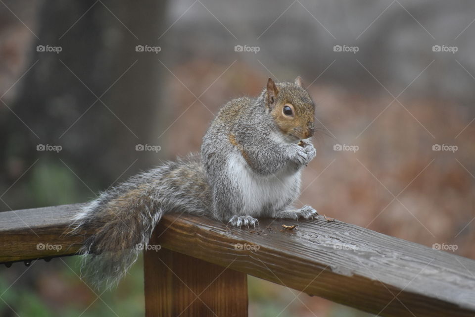 A squirrel eating acorns 