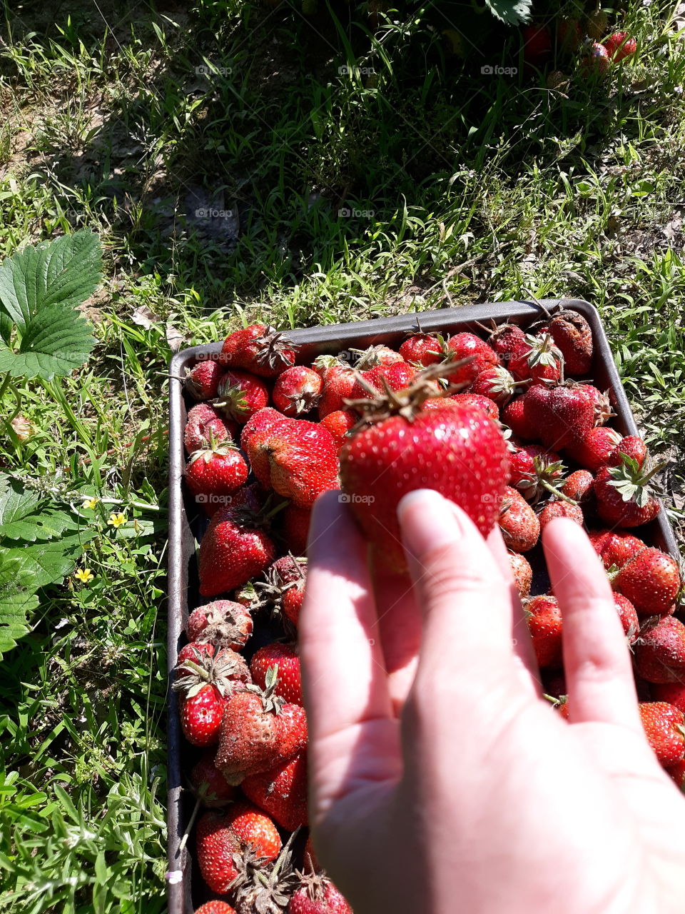 Strawberry Picking