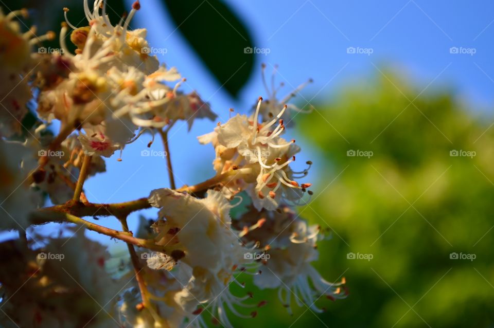 beautiful spring sunset