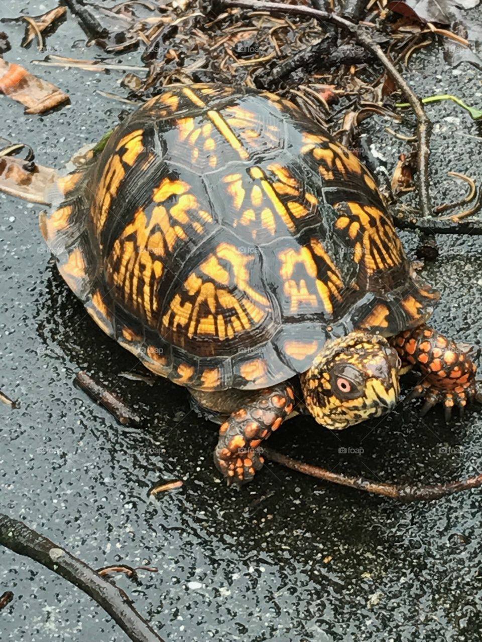 Turtle after the rain 