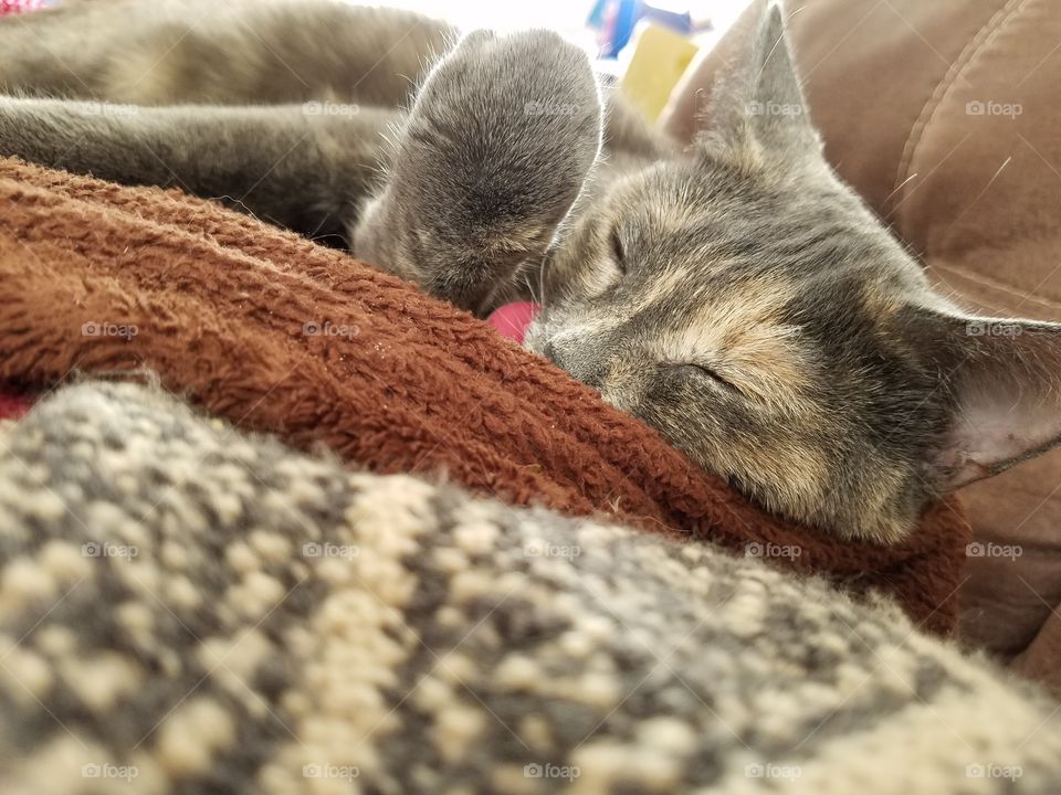 kitty naps