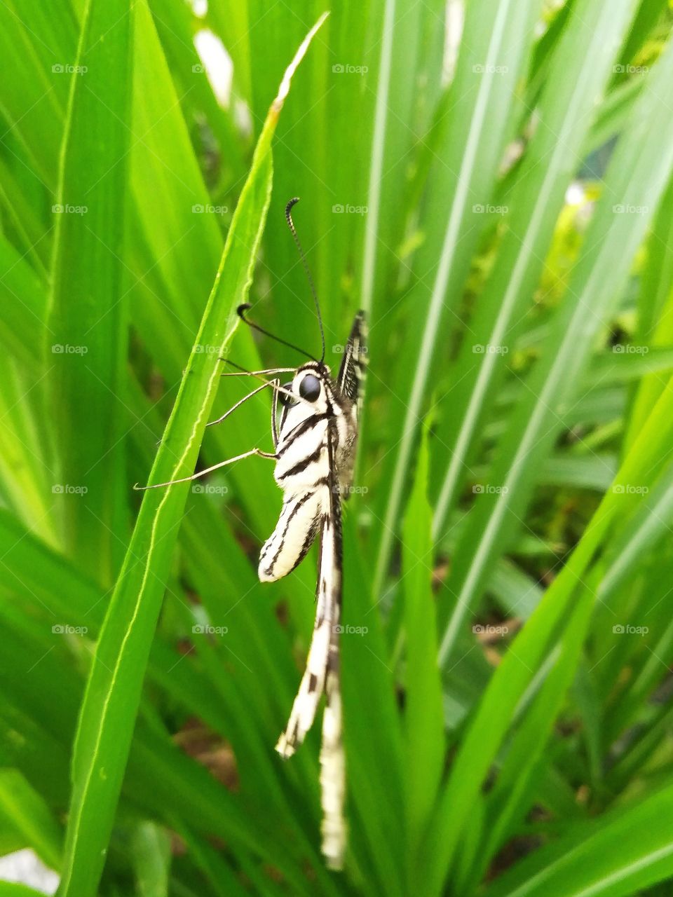 Beautiful butterfly’s body.