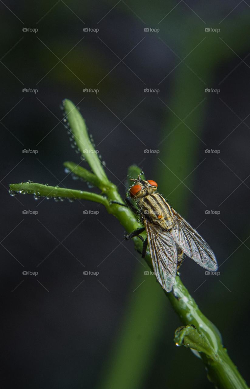 close up of fly after the rain