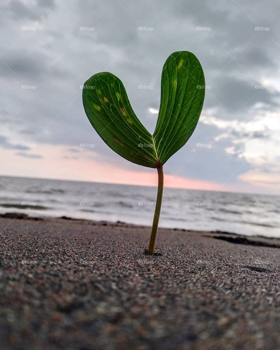 love shaped leaf  on beach side
