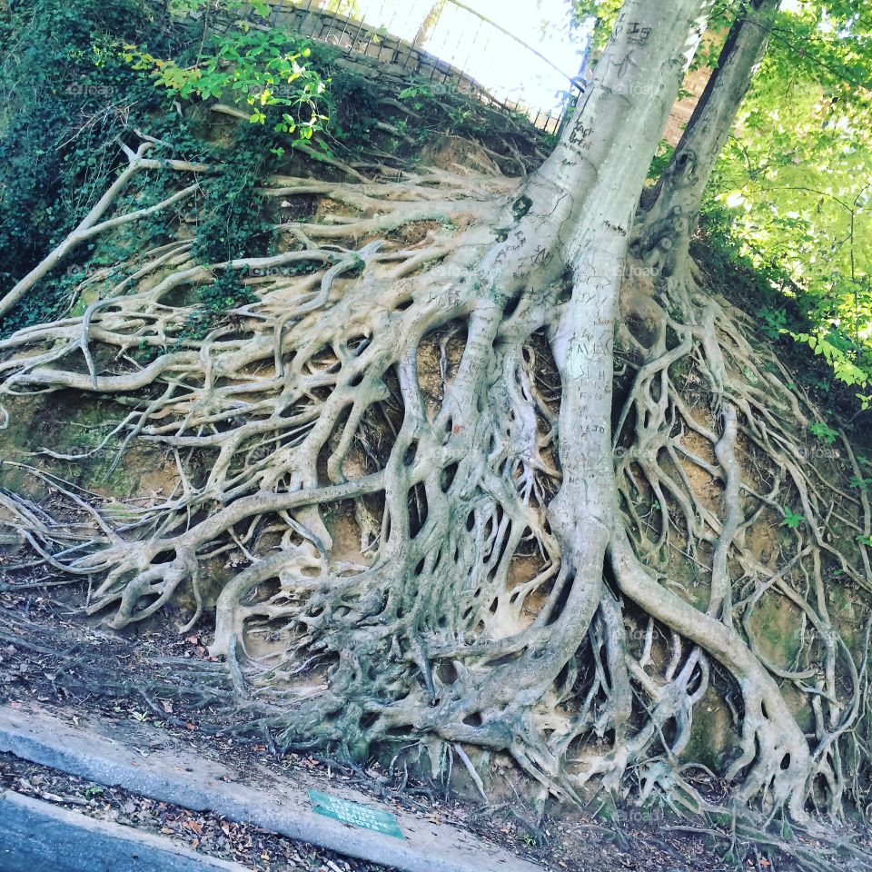 Roots to a tree in Falls Park, Greenville sc 
