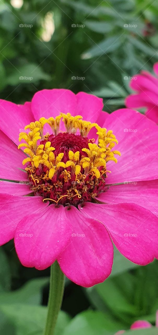 red flower and pistil