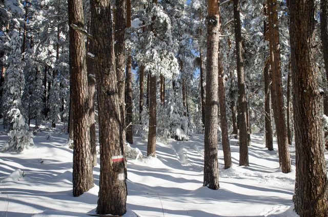 Winter landscape