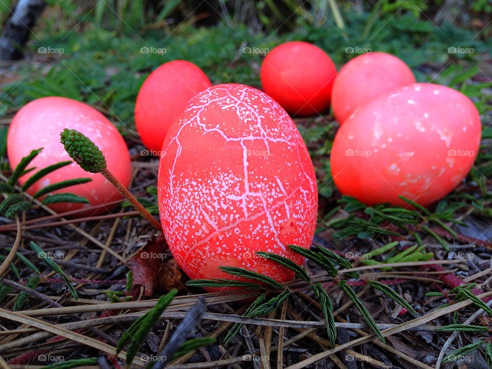 Bright orange textured eggs in a green garden.