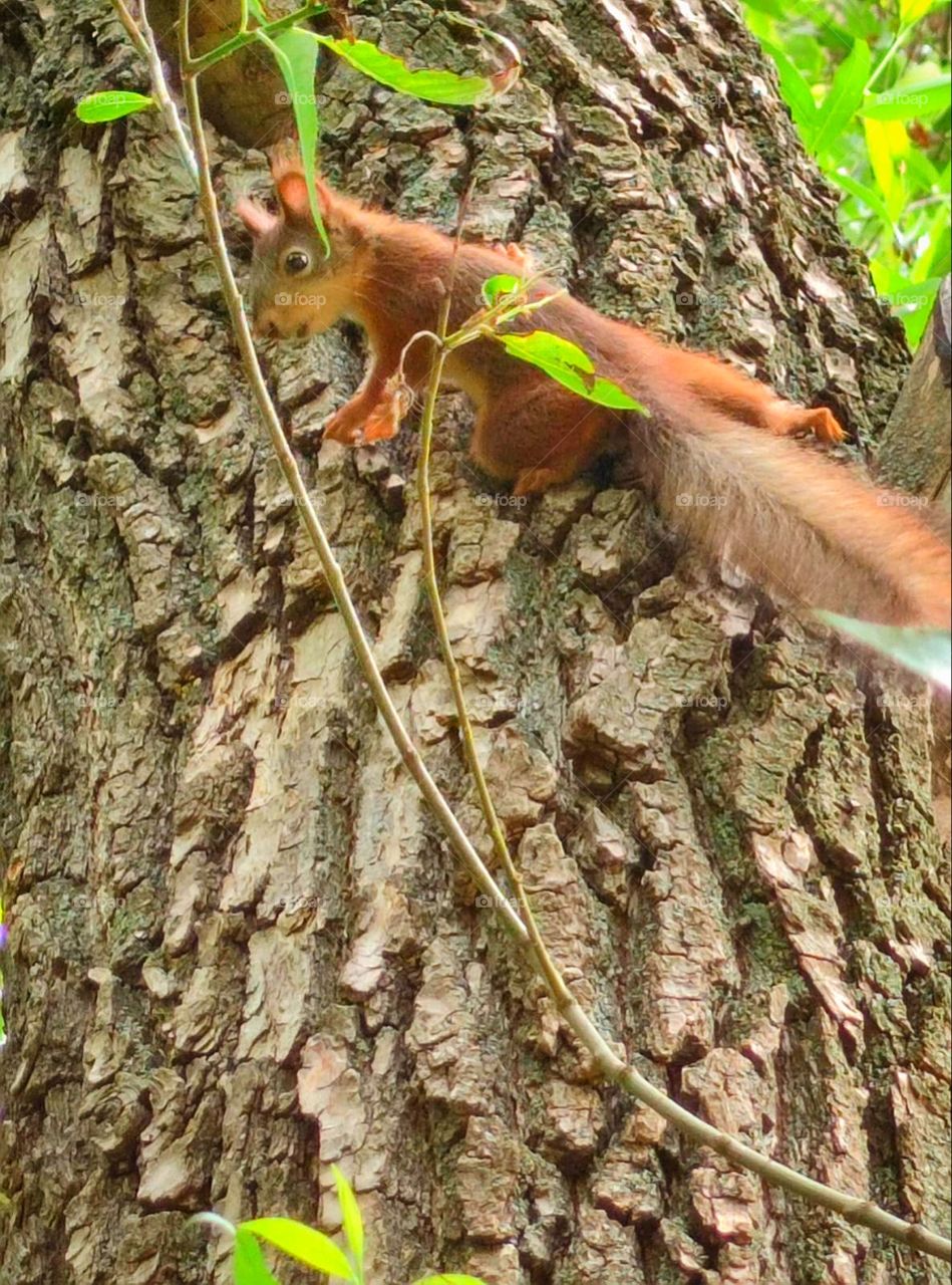 Little squirrel on a tree