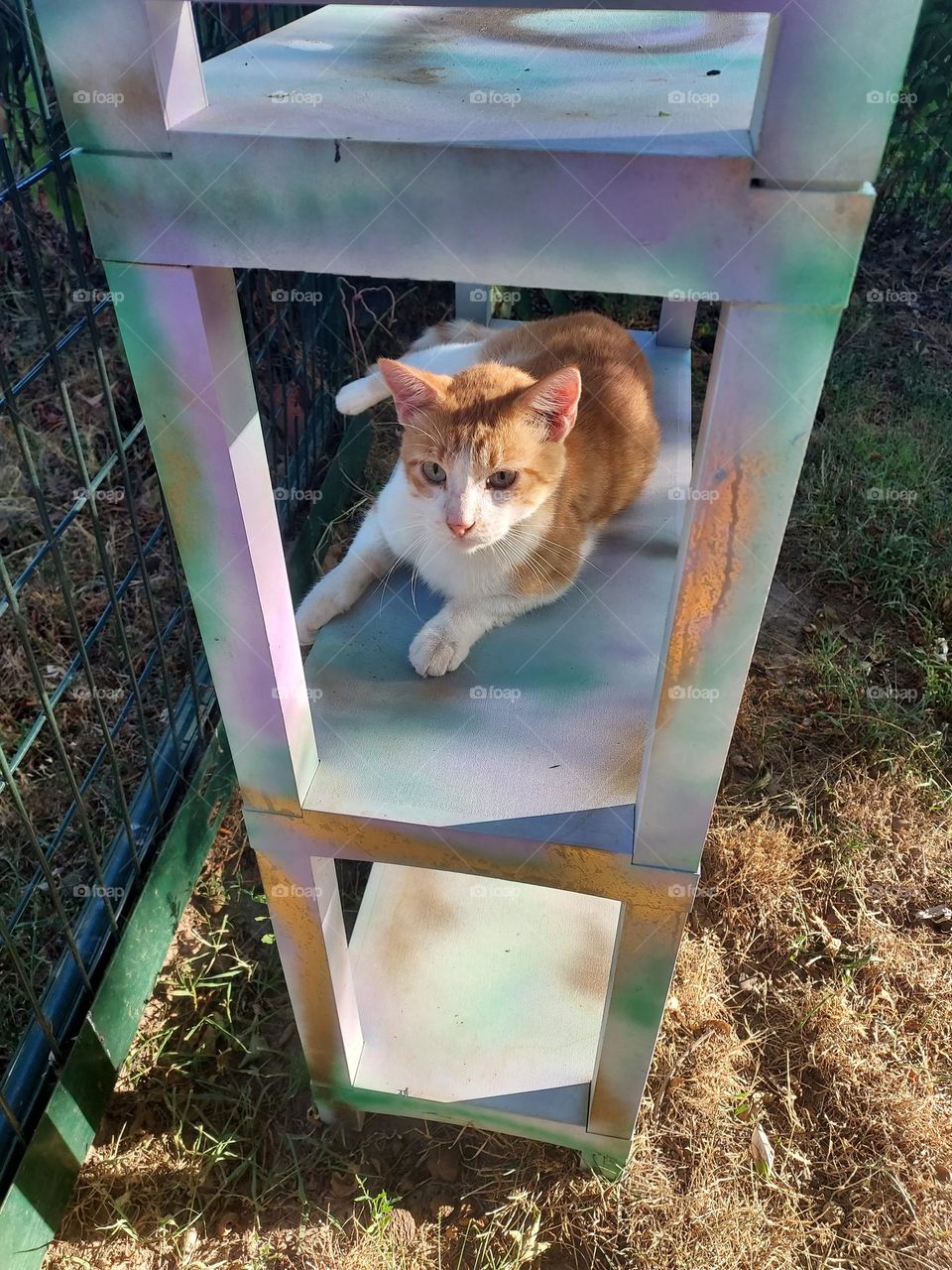 I think my momma painted this just for me! and she can't make me move! just wait for me to move.